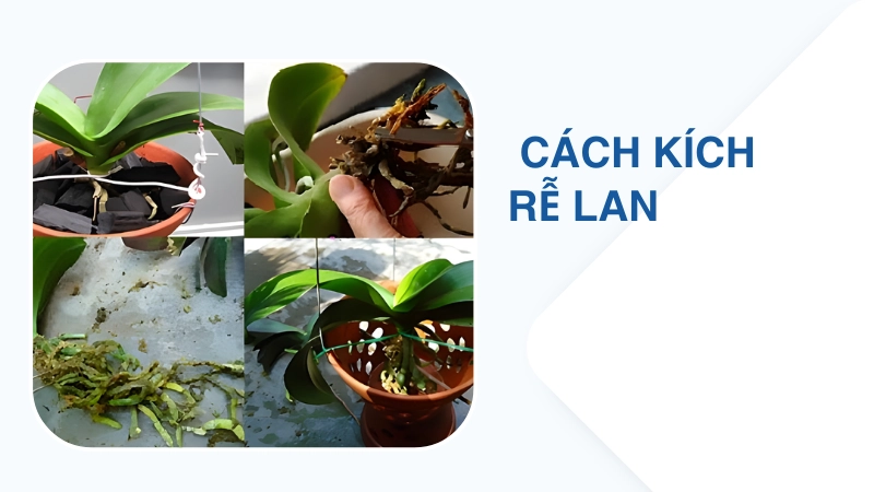 Cách chăm sóc lan để ra rễ nhanh, không héo