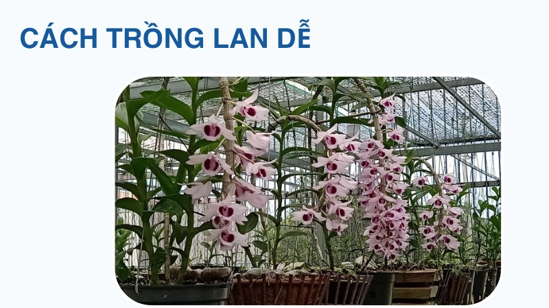 Cách trồng lan đơn giản ai cũng làm được