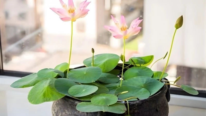 Nguyên liệu và dụng cụ cần chuẩn bị trước khi trồng