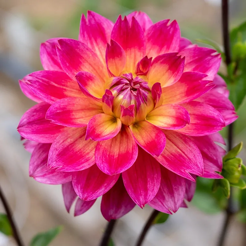 Nghệ thuật cắm thược dược ngày tết