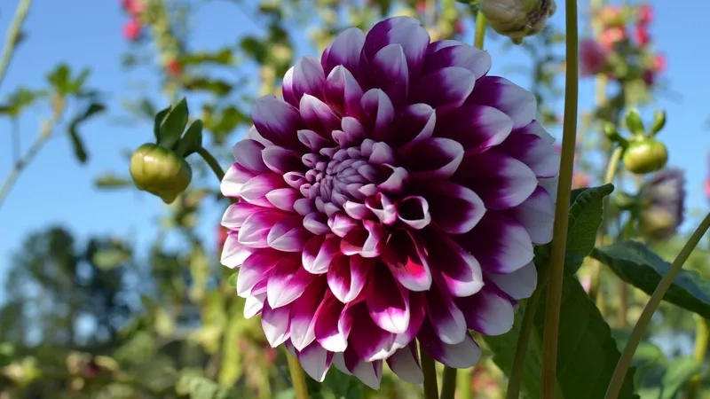 Hình ảnh cây thược dược xanh tốt