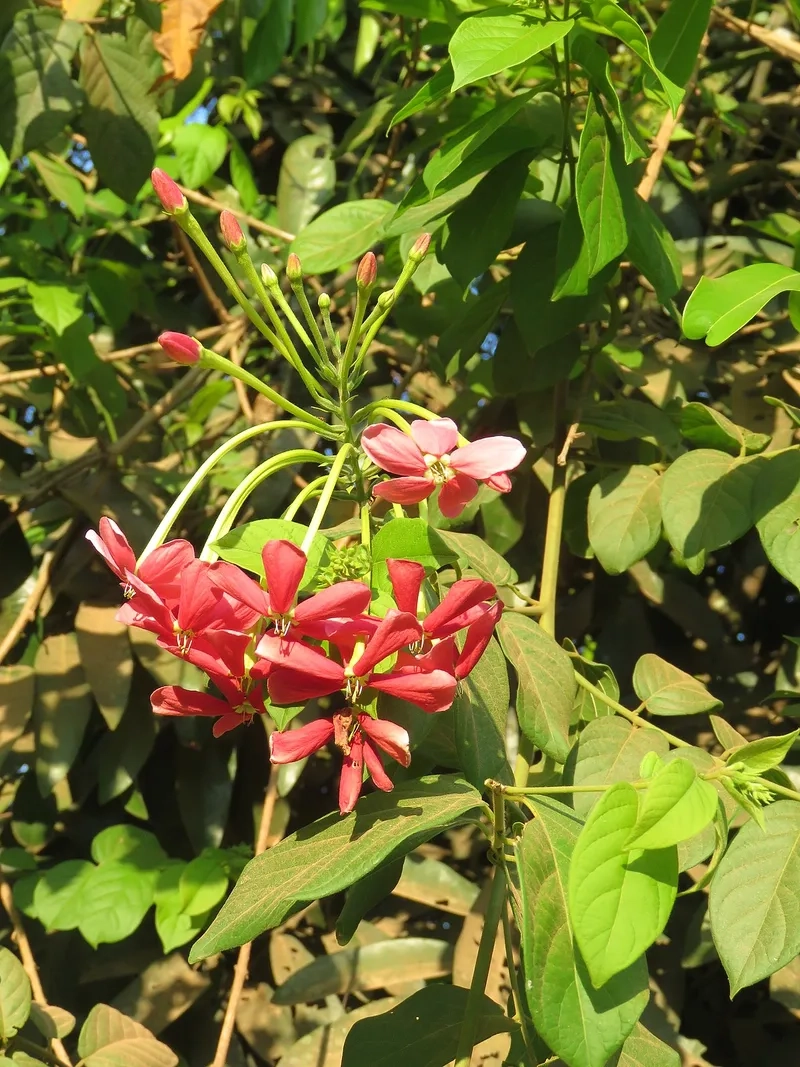 Vẻ đẹp cây hoa leo sử quân tử đỏ