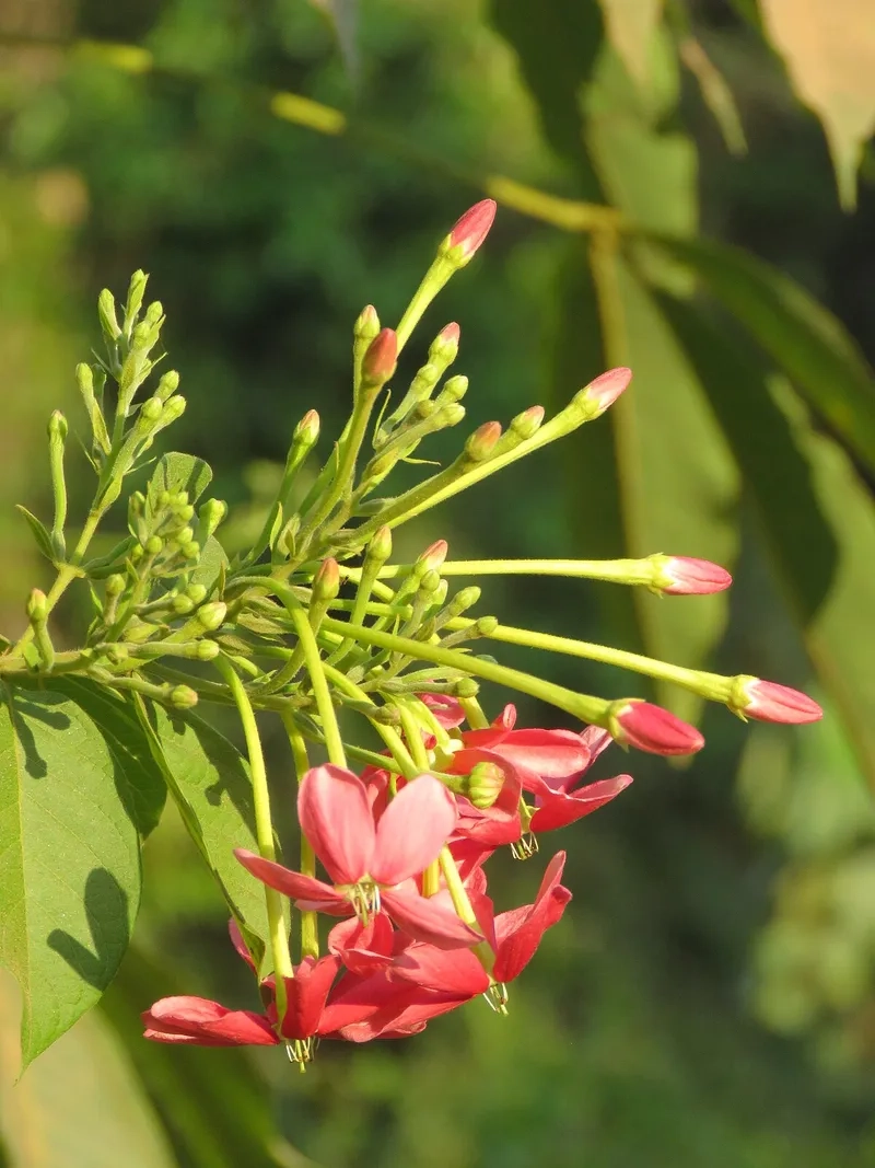 Chăm sóc cây hoa quân tử rực rỡ nhất