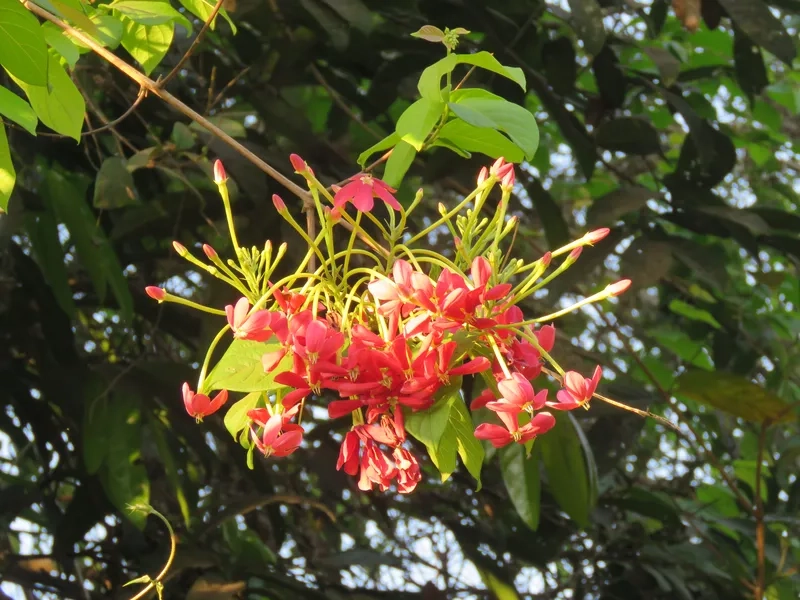 Trồng cây hoa sứ quân tử ban công