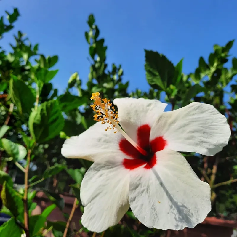 Cây râm bụt bon sai dáng đẹp lạ