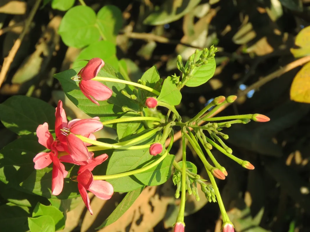 Hình ảnh cây sư quân tử xanh mát