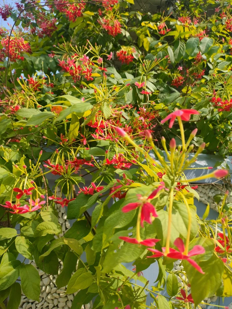 Tán lá cây sư tử quân che bóng mát