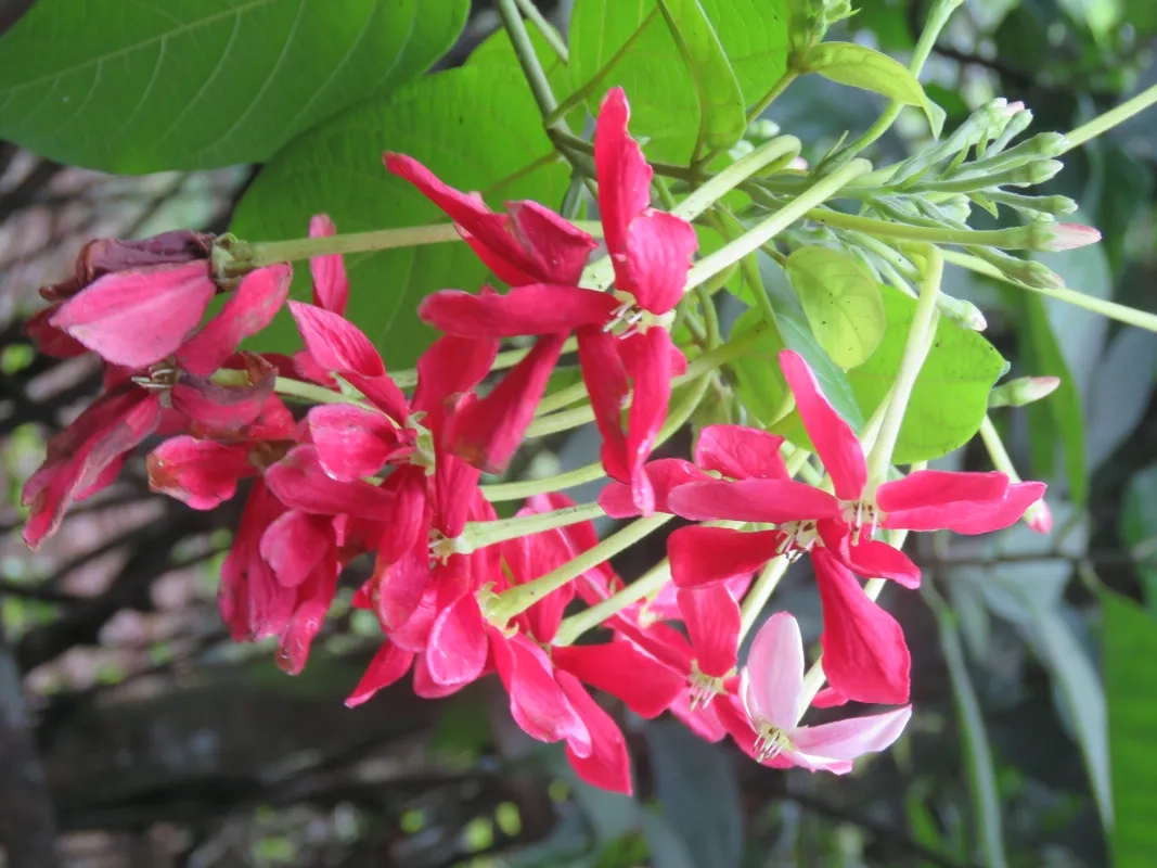 Mẫu giàn hoa leo sử quân tử đẹp xinh