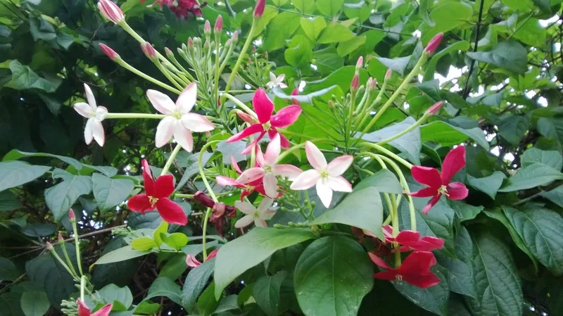 Mua giống hoa sử quân tử sai bông