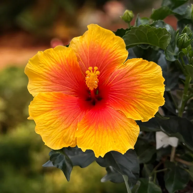 Râm bụt kép màu cam nở rực rỡ