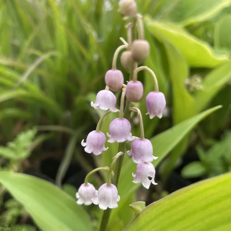 Tìm hiểu giá của hoa linh lan ngoại 