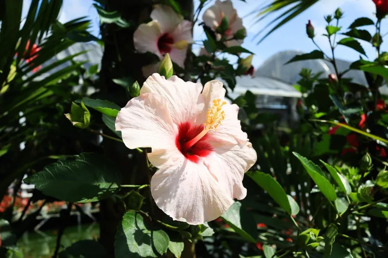 Hoa râm bụt cảnh trồng trong chậu