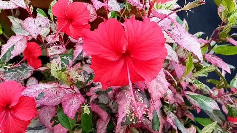 Hàng rào hoa râm bụt cắt tỉa đẹp