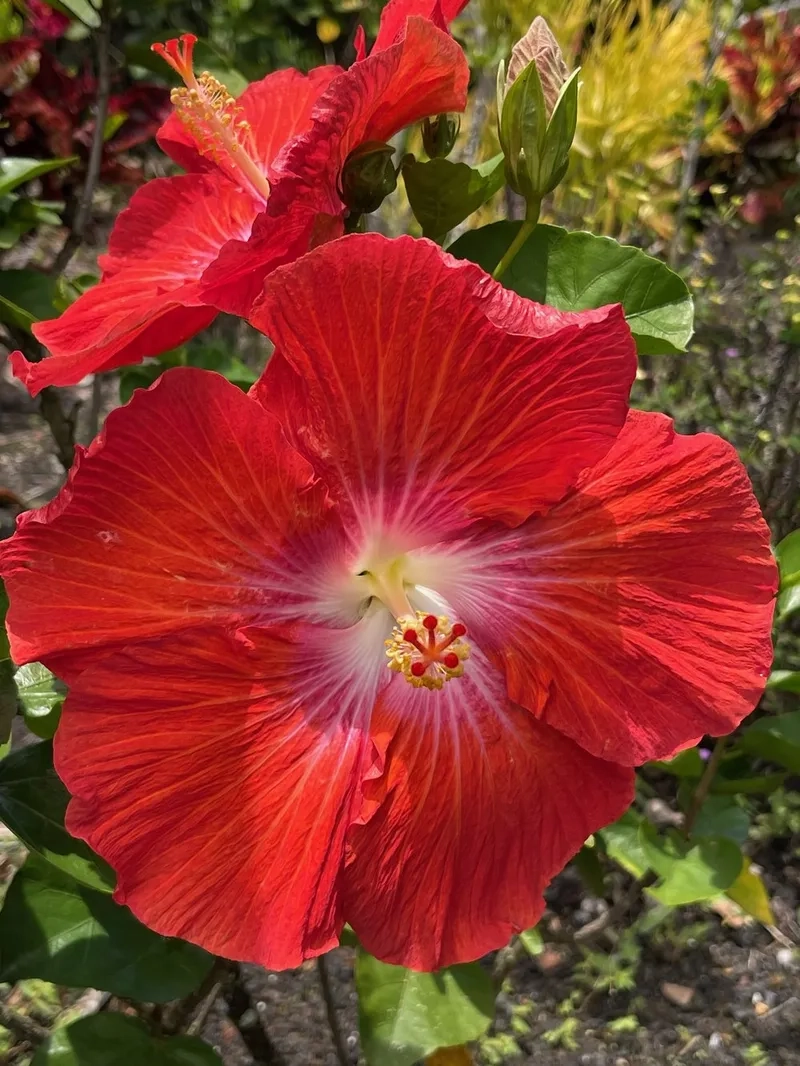 Bông râm bụt đỏ nở rộ dưới nắng