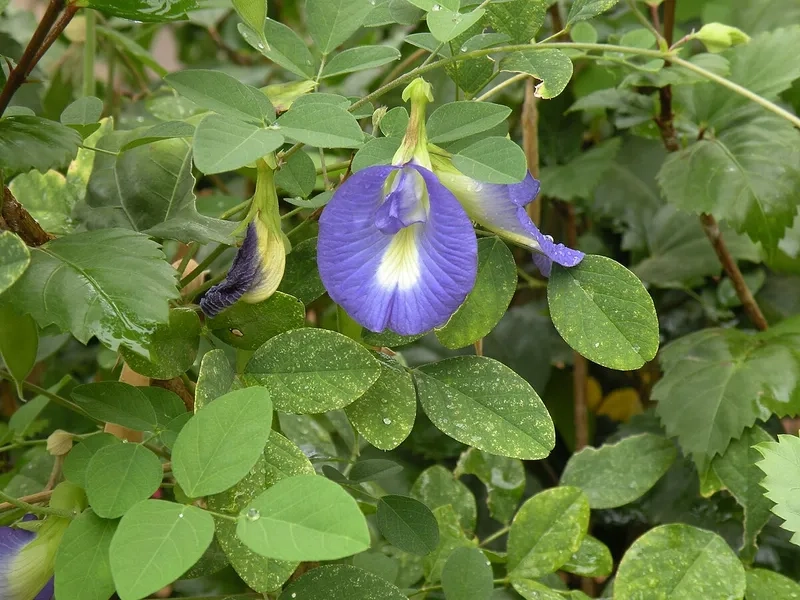 Chia sẻ cách trồng cây hoa đầu biếc đẹp