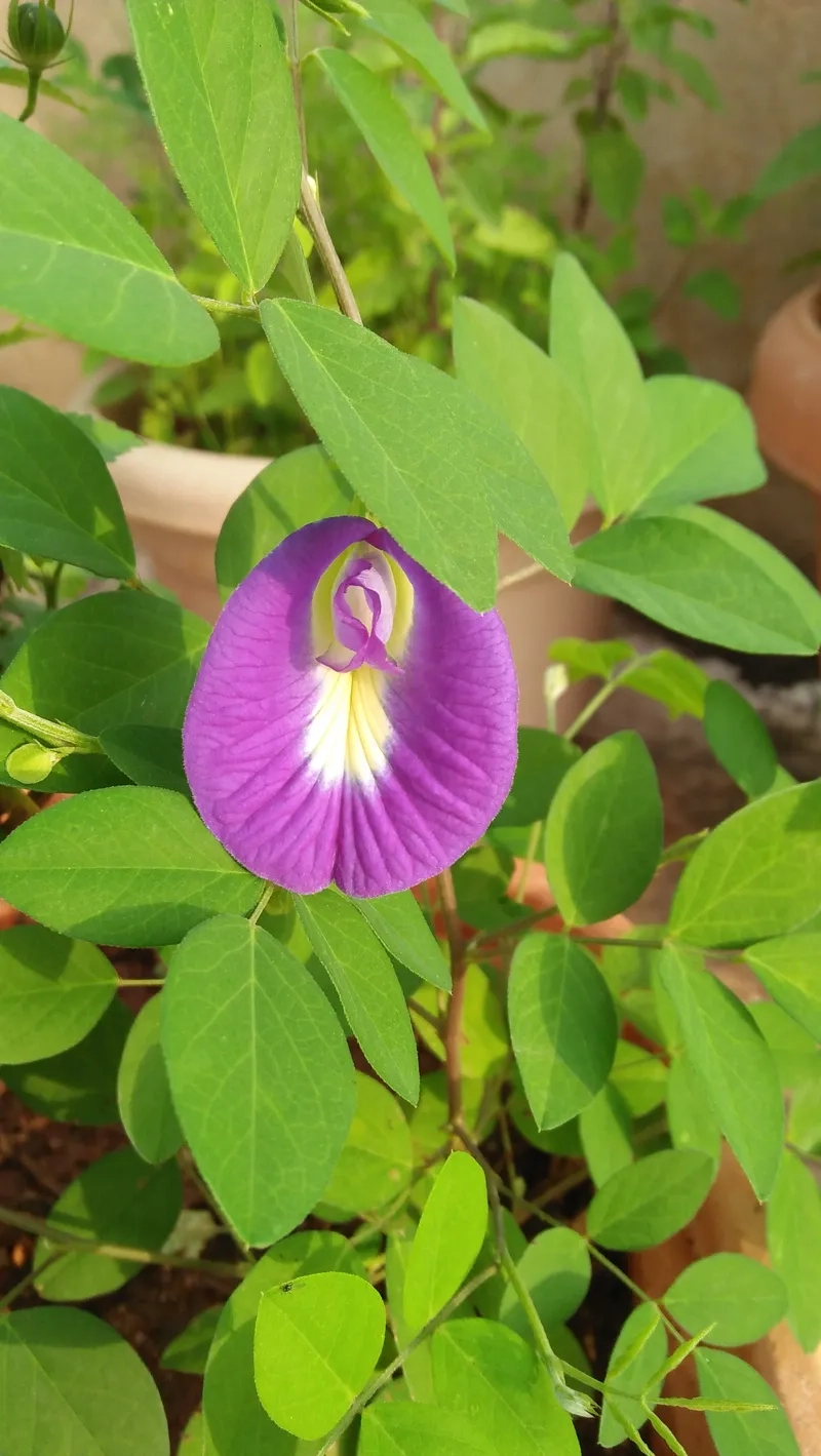 Xem cách trồng hoa đậu biếc từ hoa khô