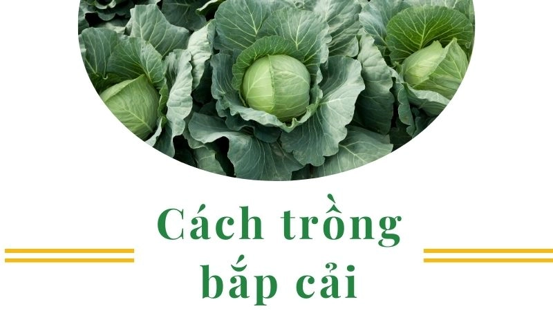 Chuẩn bị hạt giống và đất trồng tơi xốp nhất