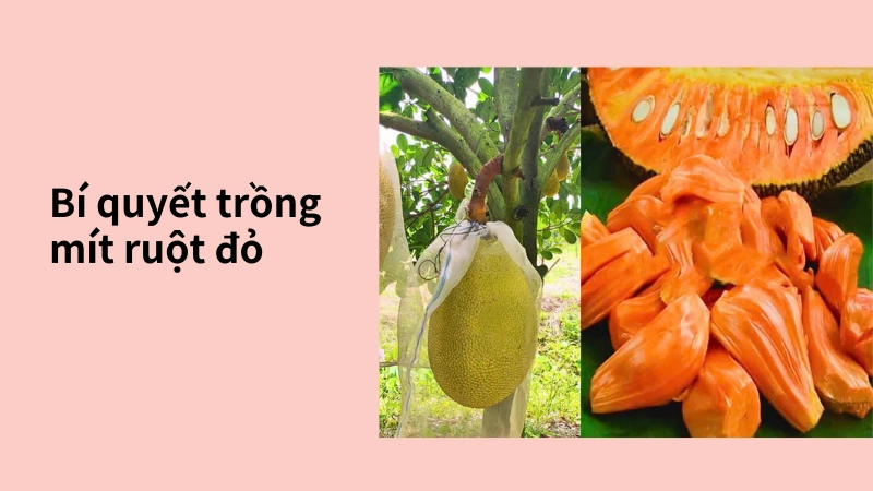 Bí quyết trong cách trồng mít ruột đỏ nhanh thu hoạch