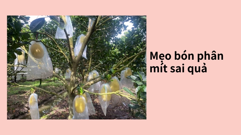 Mẹo bón phân cho cách trồng mít ruột đỏ sai quả