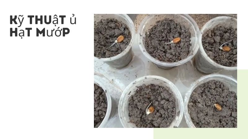 Kỹ thuật ngâm ủ hạt giống mướp hương