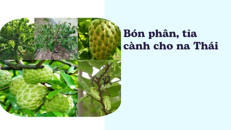 Cách bón phân và tỉa cành giúp na Thái đậu quả 100%