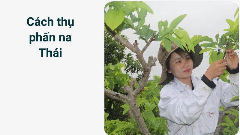 Mẹo thụ phấn nhân tạo cho na Thái đạt năng suất cao