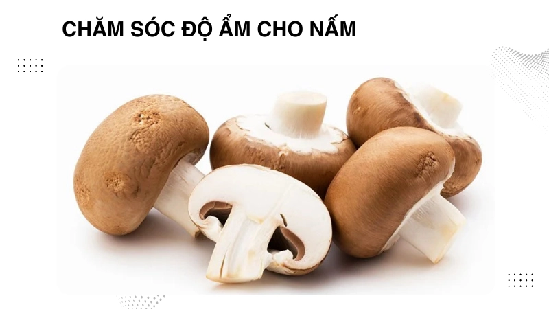 Cách chăm sóc và điều chỉnh độ ẩm giúp nấm lớn nhanh
