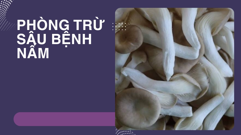 Mẹo phòng trừ sâu bệnh cho nấm bào ngư không dùng hóa chất