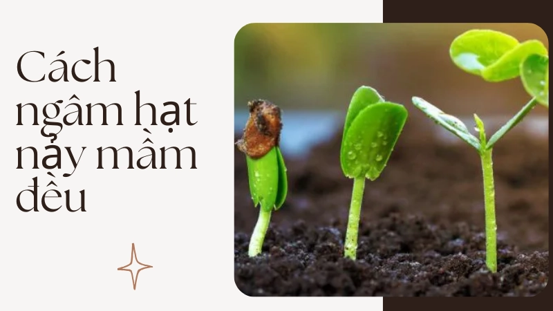 Kỹ thuật ngâm hạt giống nảy mầm đều nhất