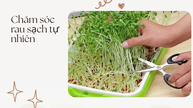 Quy trình chăm sóc rau sạch không cần phân bón