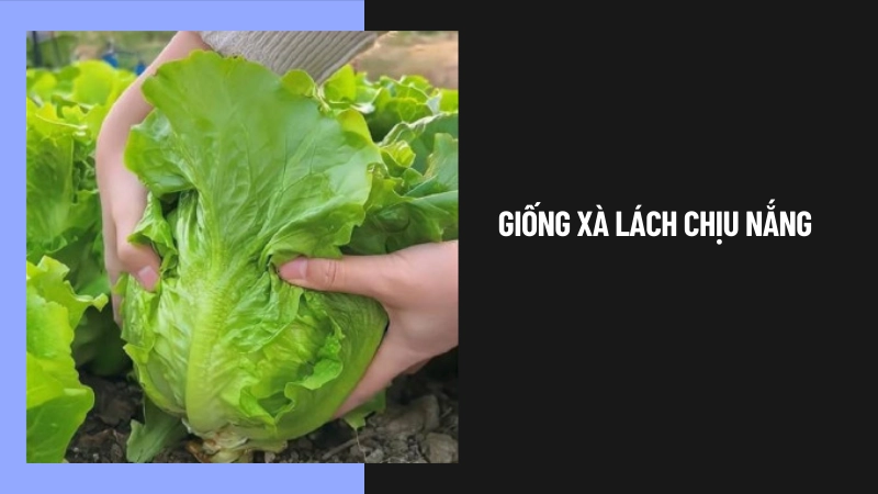 Giống xà lách chịu nắng tốt nhất hiện nay