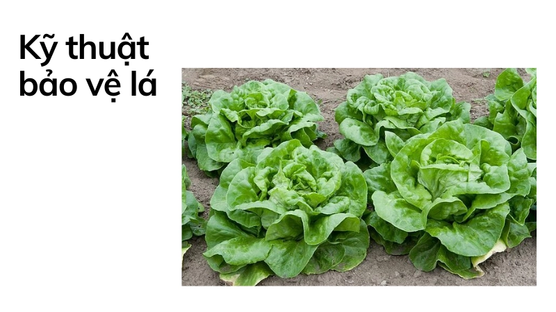 Kỹ thuật chăm sóc xà lách tránh dập nát lá