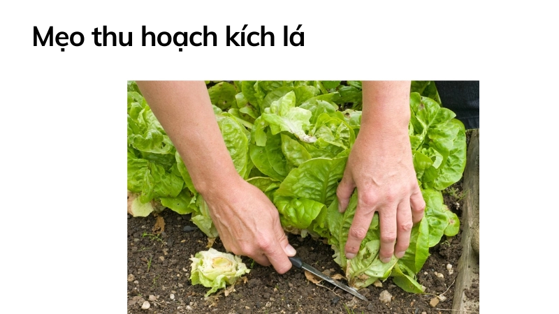 Mẹo thu hoạch giúp xà lách ra lá liên tục